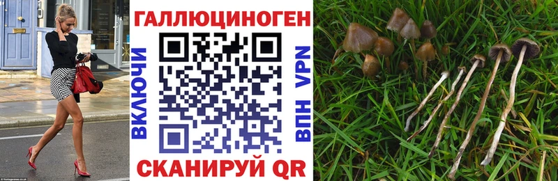 Псилоцибиновые грибы Magic Shrooms  Купить закладки  Шимановск 